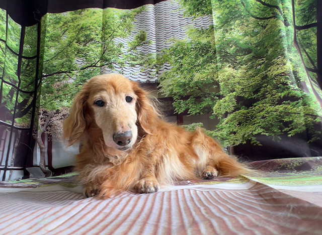 ダックスフンド サンタちゃん グルーミングコース