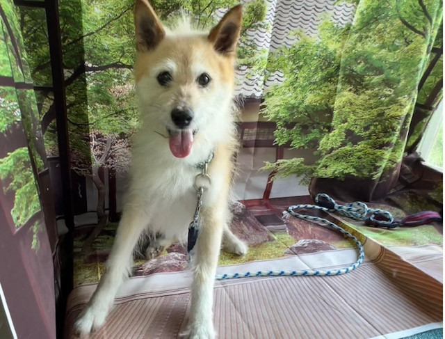 MIX サブちゃん シャンプーコース