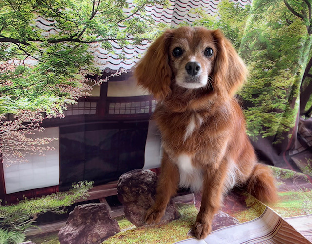 MIX トッポちゃん グルーミングコース