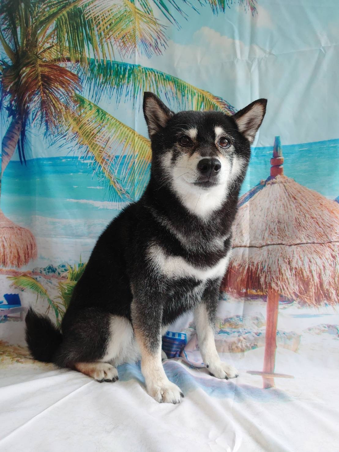 柴の椿ちゃん グルーミングコース