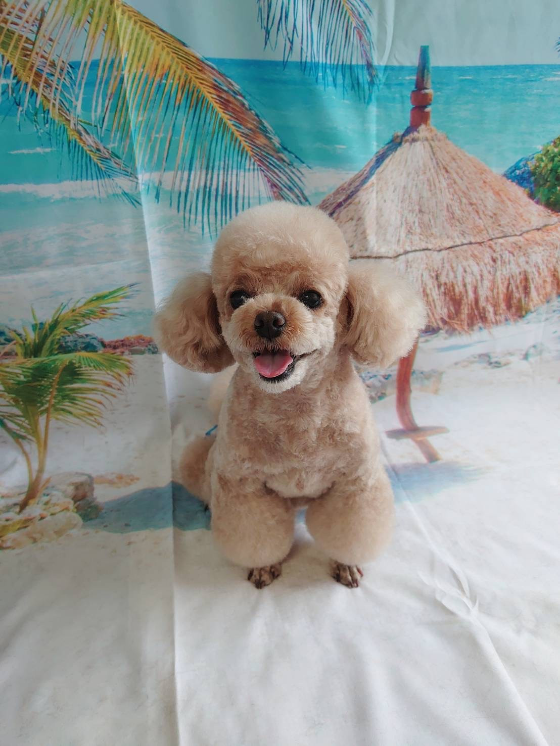 プードルの岳ちゃん トリミングコース デンタル