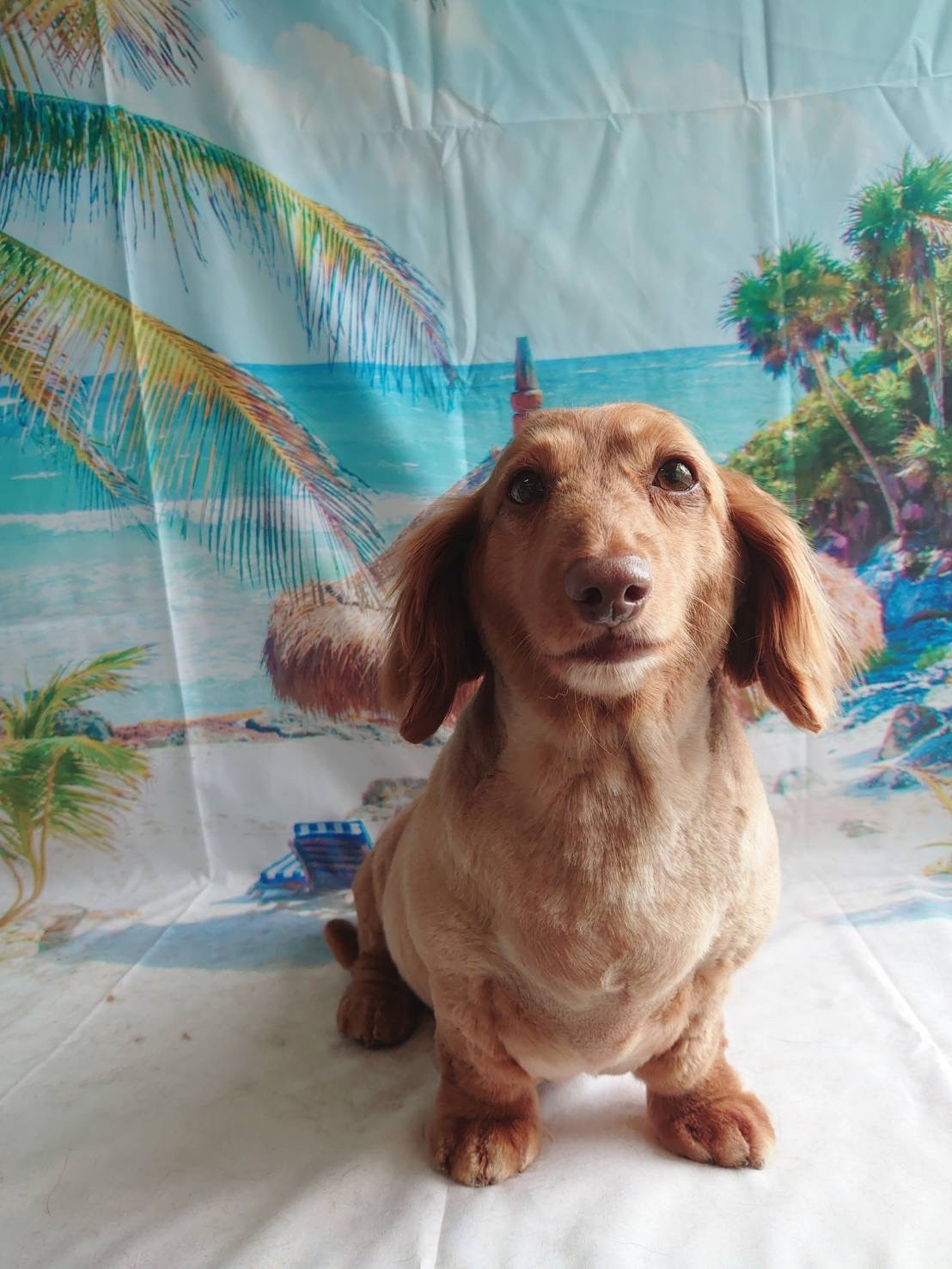 ダックスのコタローちゃん トリミングコース