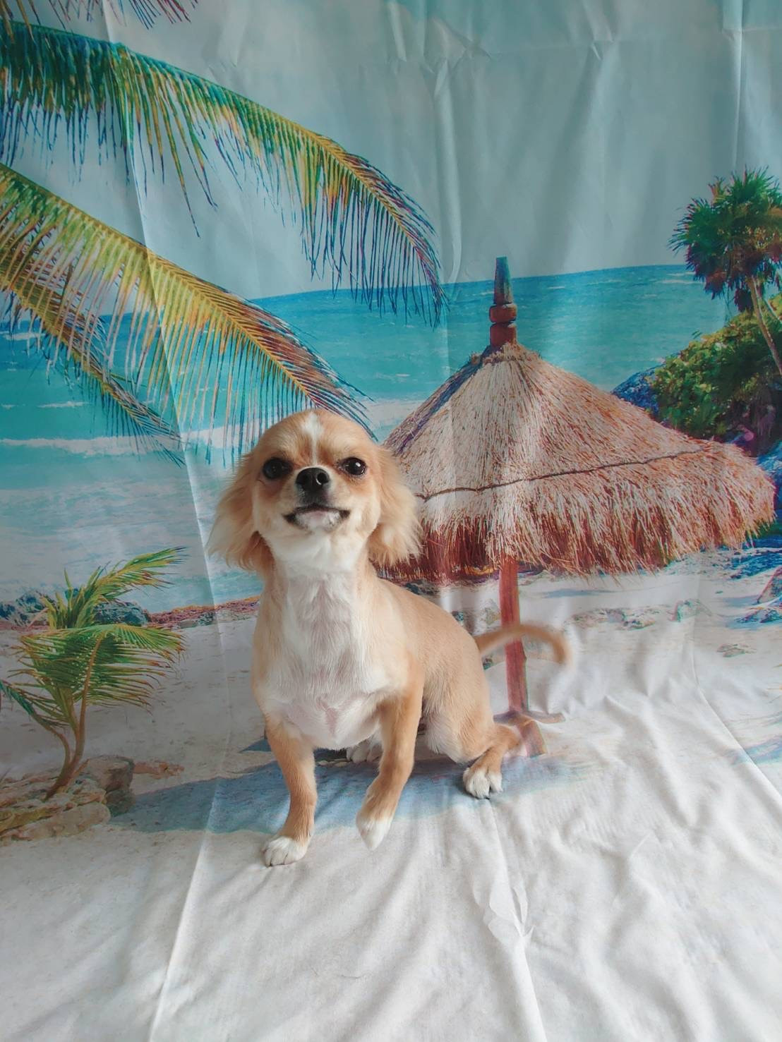 チワワのノンタンちゃん トリミングコ ース