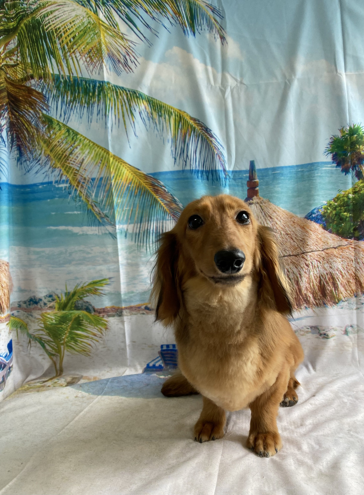 ダックスのルークちゃん トリミングコ ース