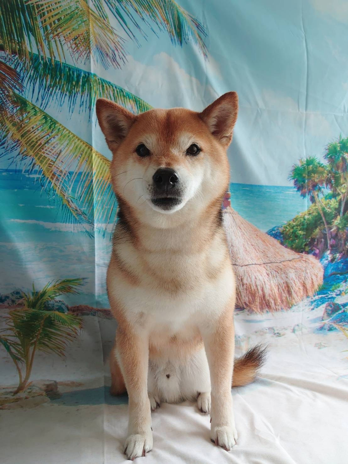 柴のちゃちゃ丸ちゃん グルーミングコ ース