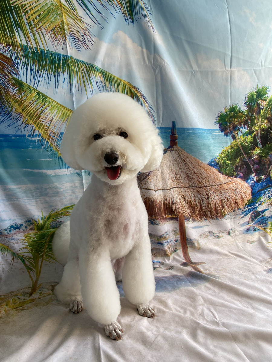 プードルのむくちゃん トリミングコース