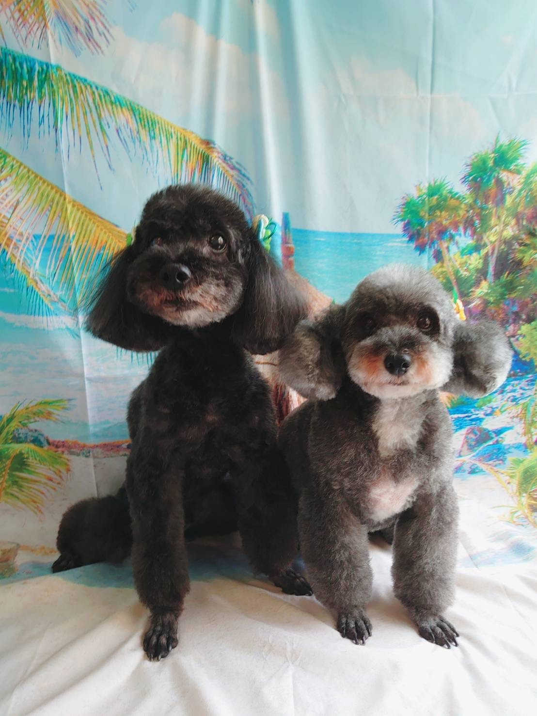 プードルのビビアンちゃん&ココちゃん トリミングコース デンタル