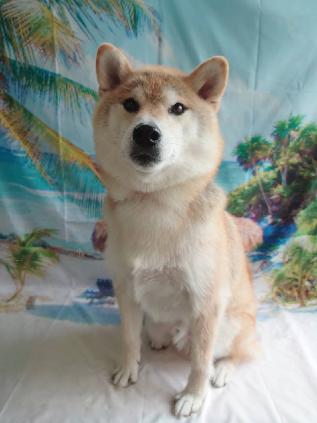 柴のまるちゃん グルーミングコース