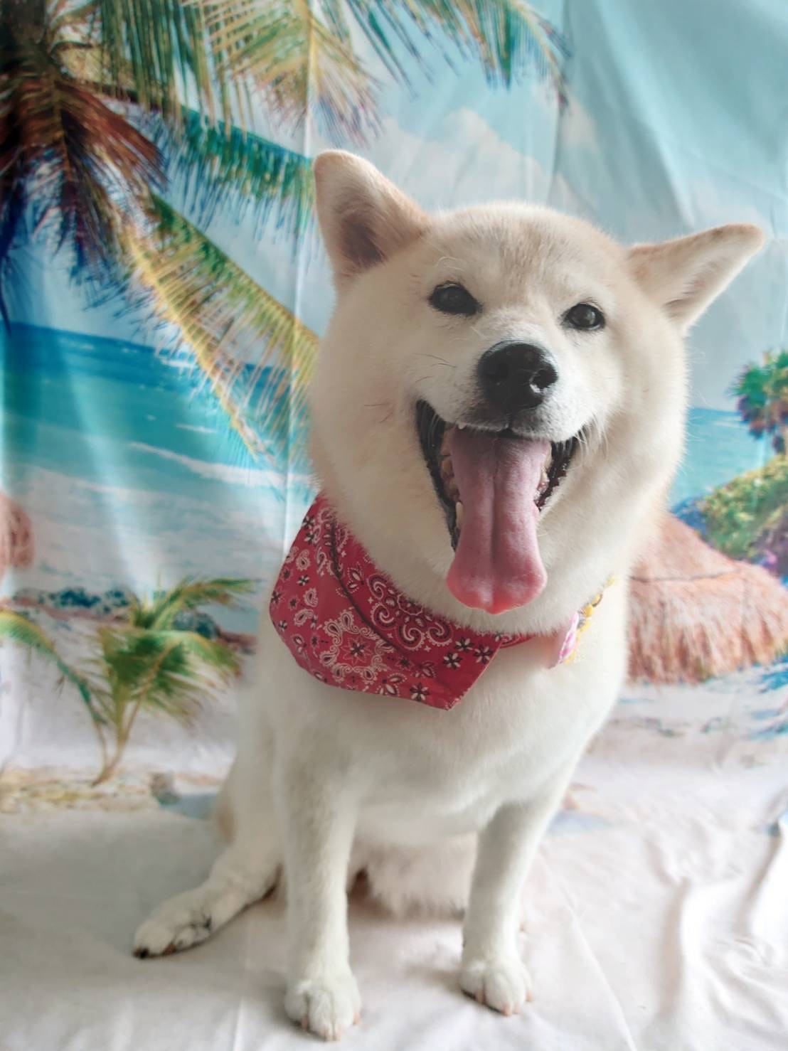 柴のクッキーちゃん グルーミングコース