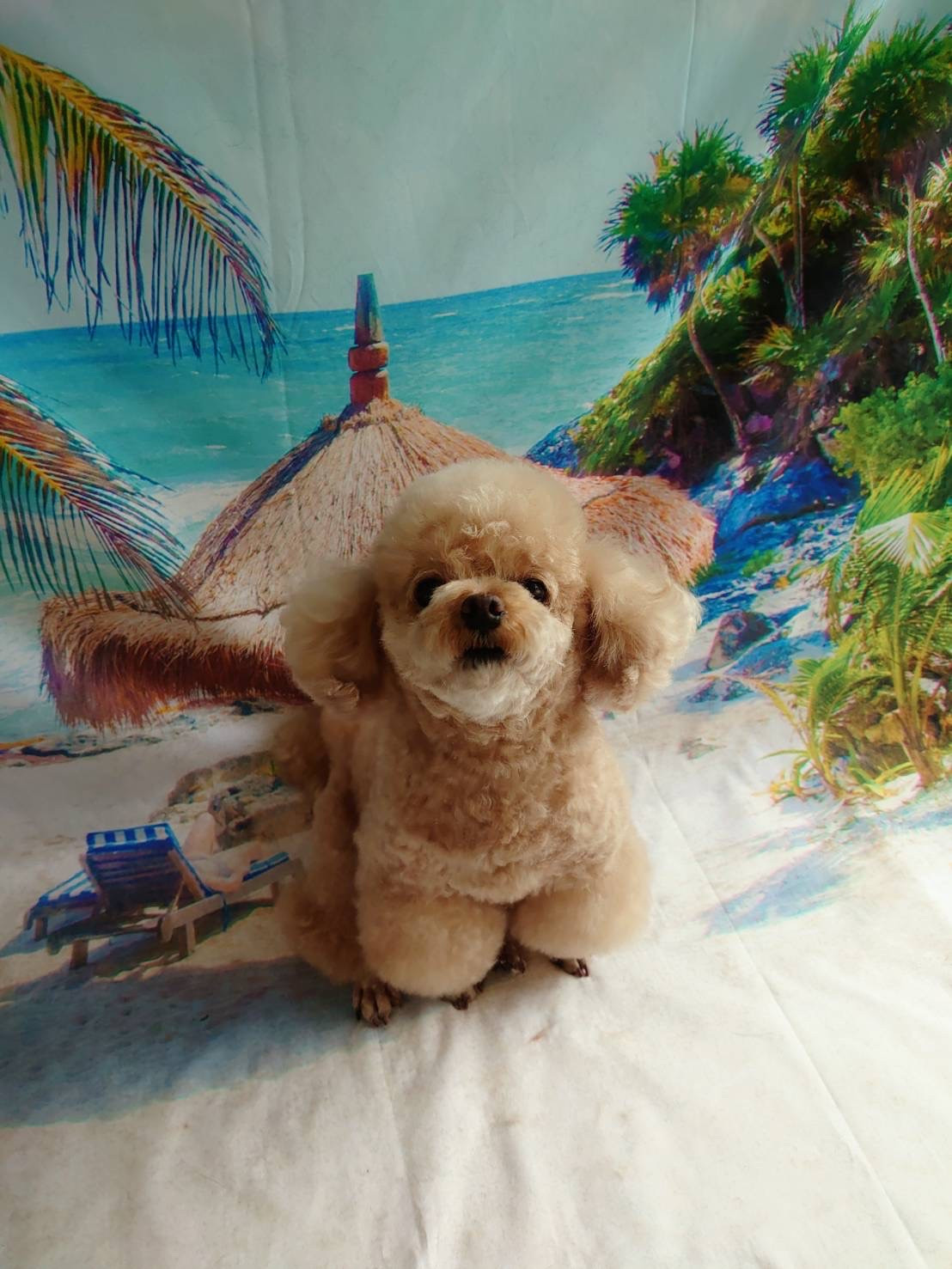 プードルの岳ちゃんシャンプーコース