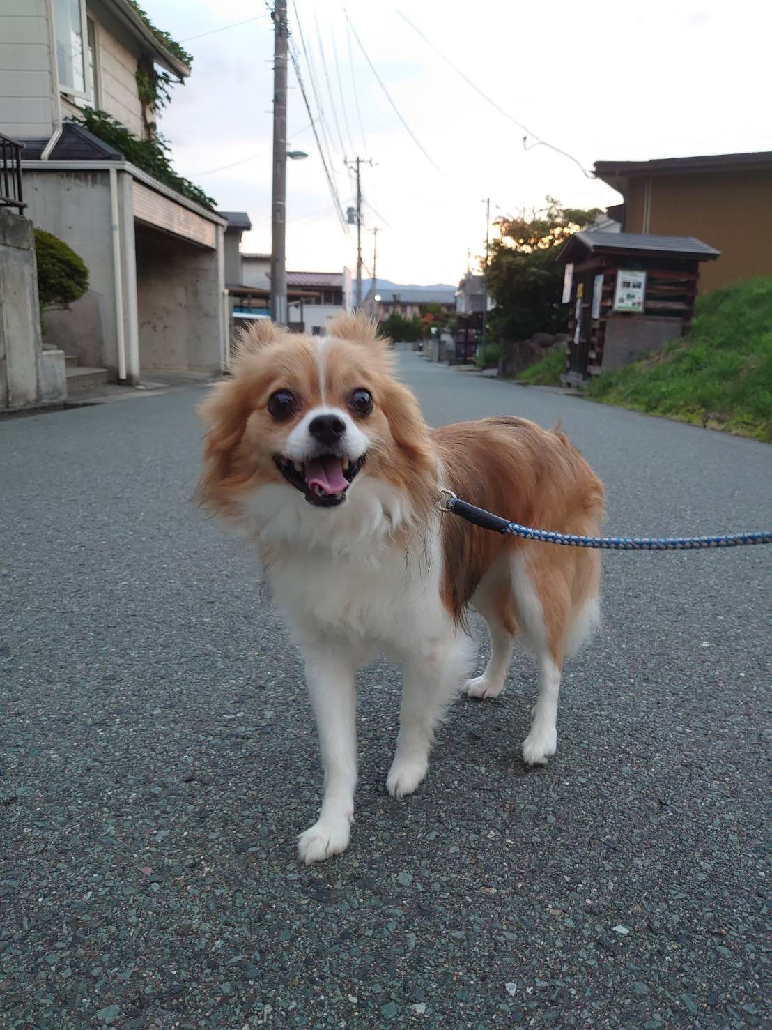 チワワのシャインちゃん お泊まりの様子