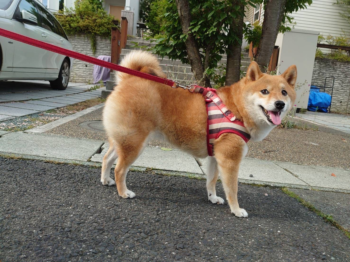 柴のまめちゃん お泊まりの様子