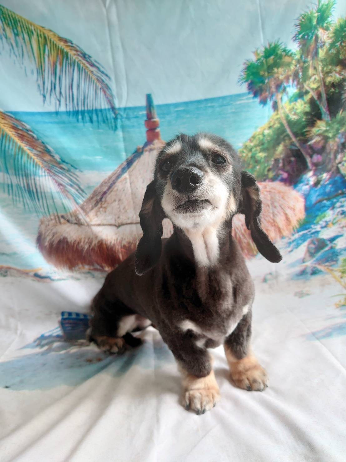 ダックスのクーちゃん トリミングコース