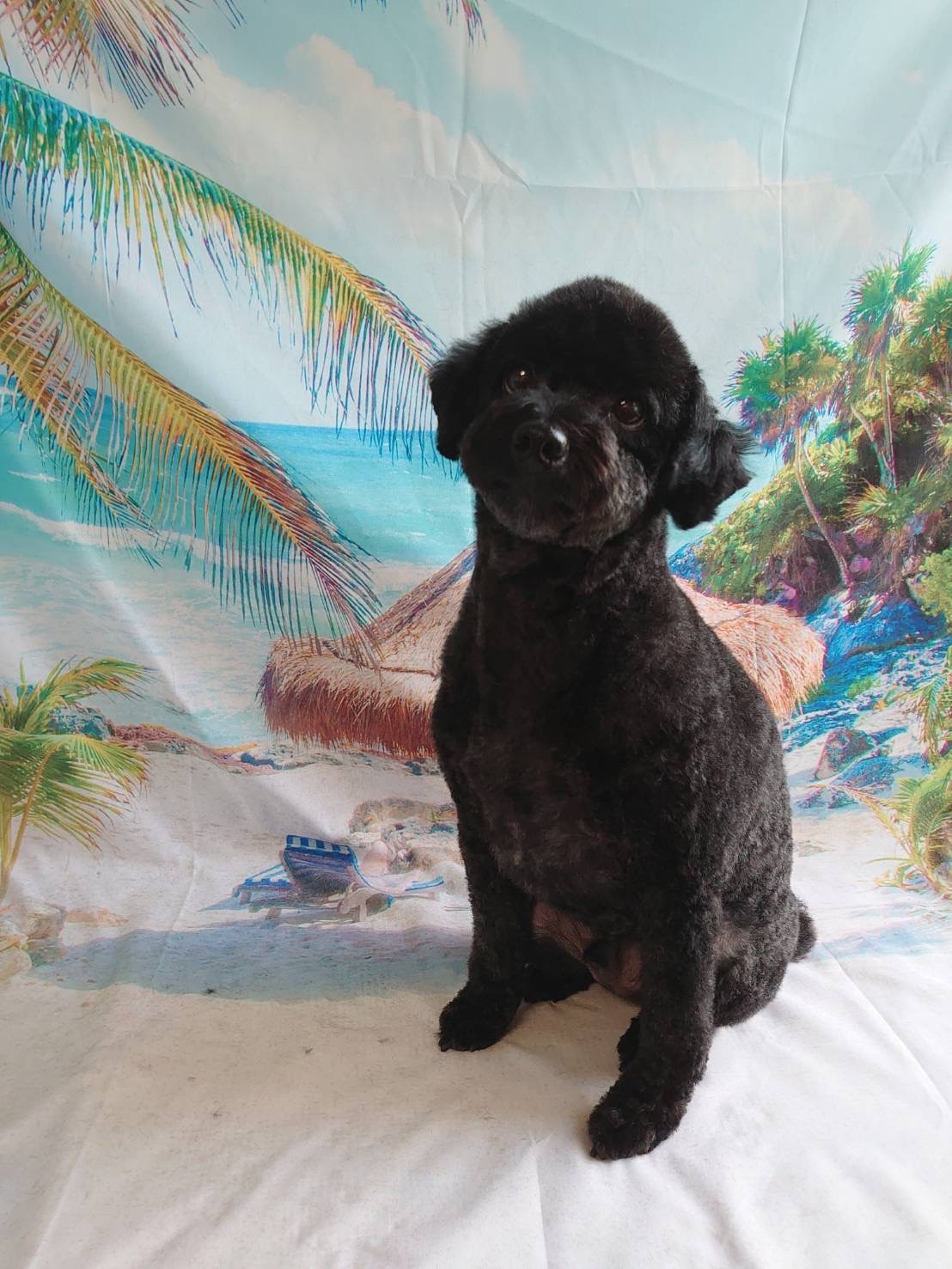 プードルのラルちゃん トリミングコース