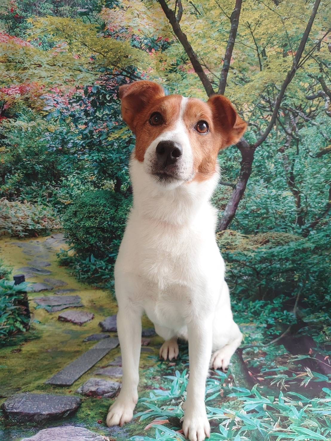 ジャックラッセルテリアのマロンちゃん グルーミングコース