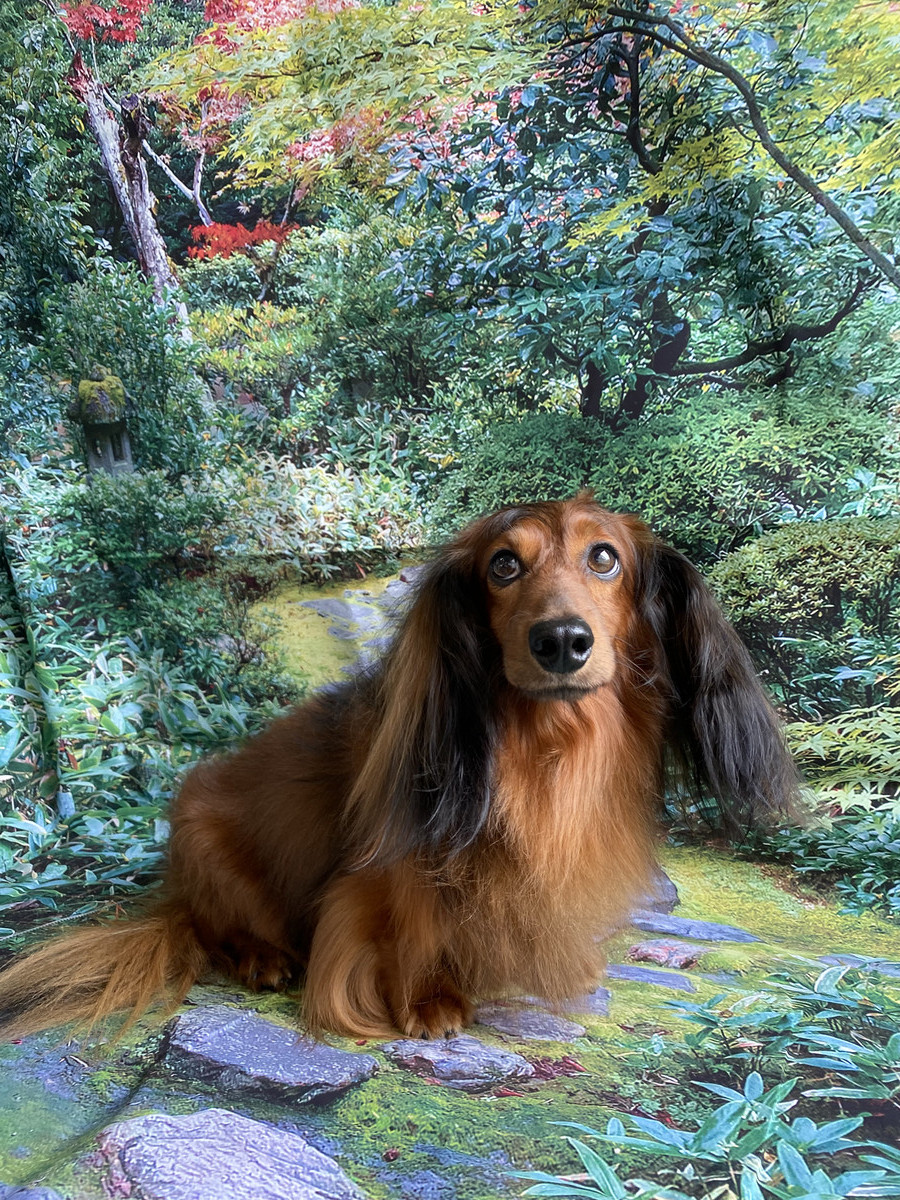 ダックスのマッテオちゃん シャンプーコース デンタル