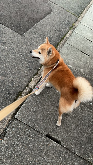 柴犬 テツちゃん お泊まりの様子