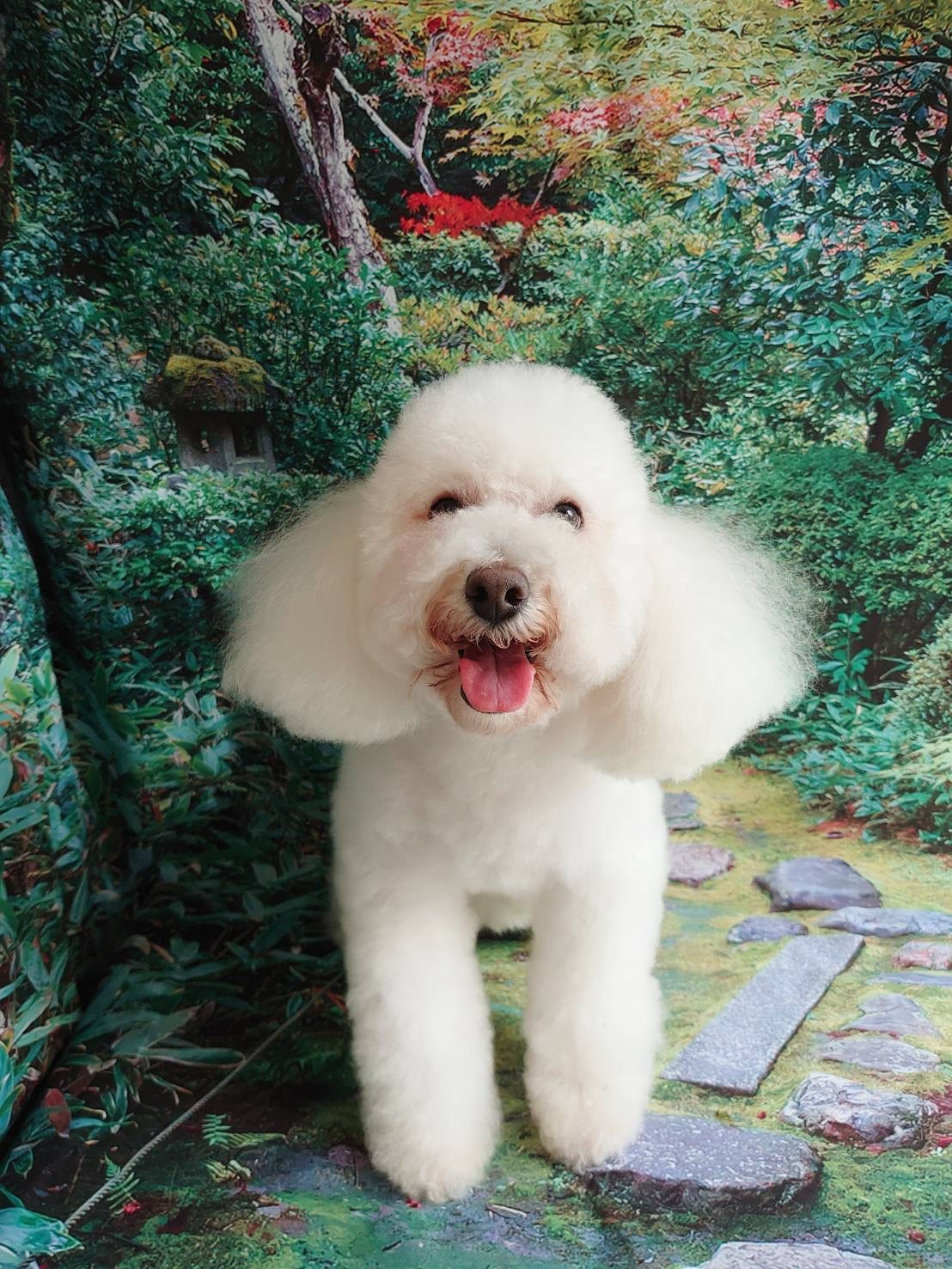 プードルの詩乃ちゃん シャンプーコース