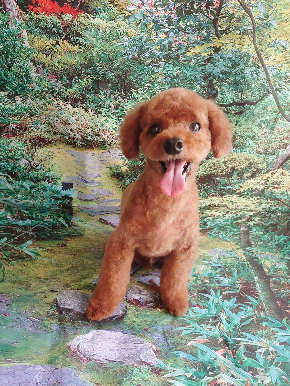 プードルのそらちゃん トリミングコース