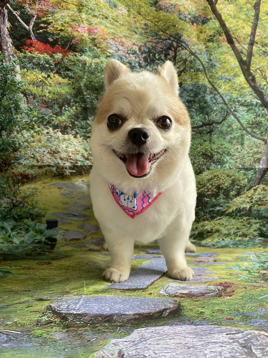 チワワのゆずちゃん トリミングコース