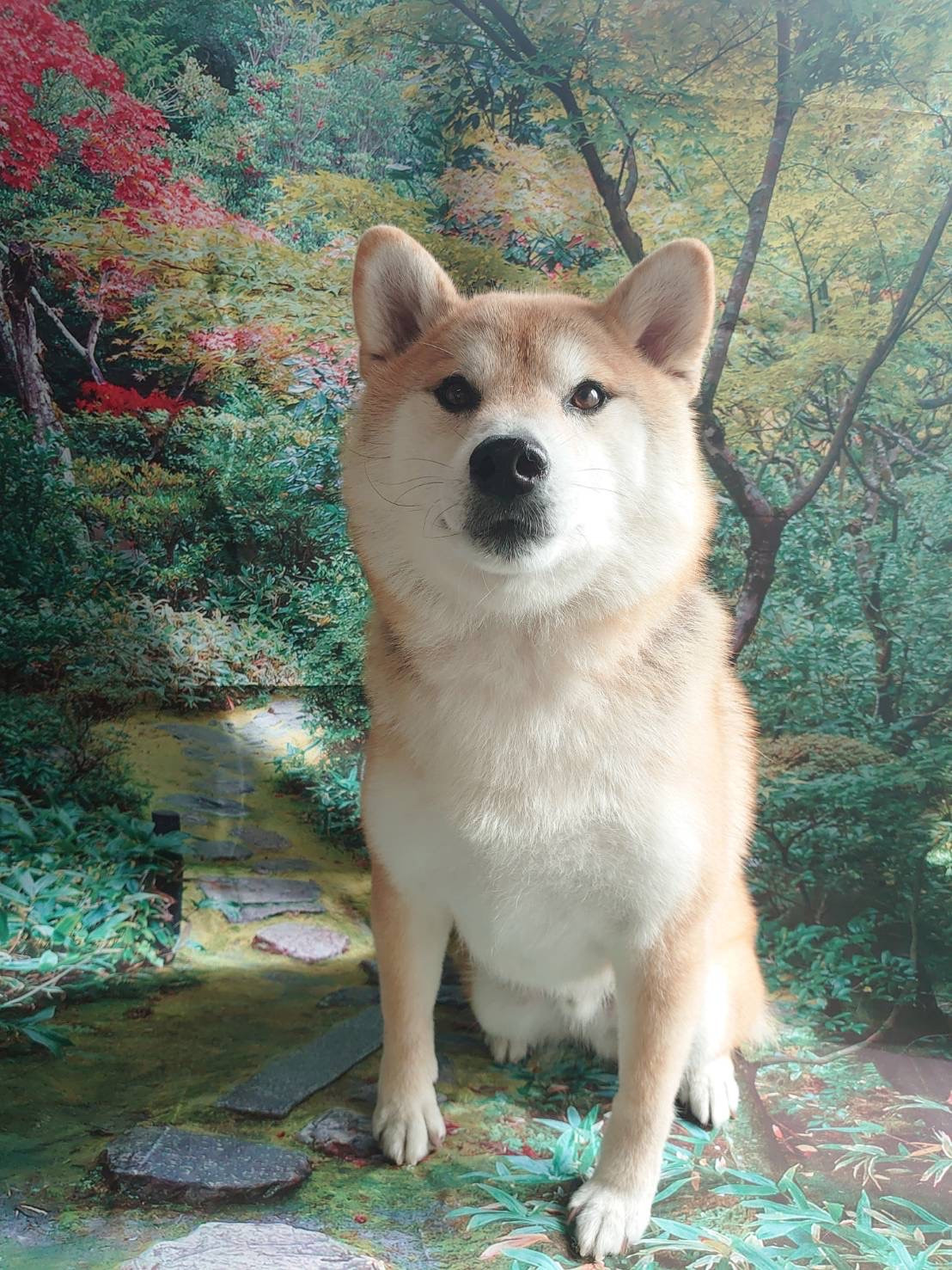 柴のまるちゃん シャンプーコース