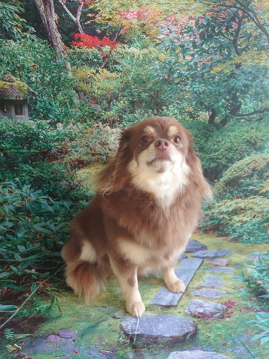 チワワのマロちゃん グルーミングコース 部分カット