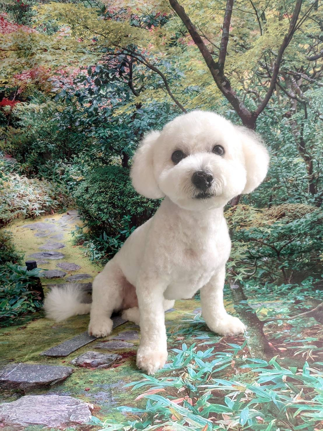 ビションフリーゼのまるちゃん トリミングコース