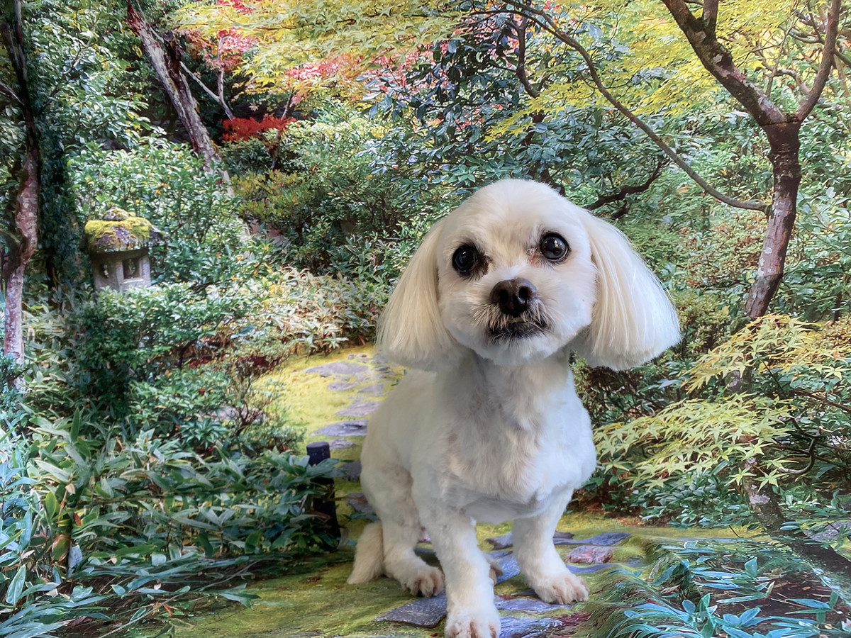 MIXのくっきーちゃん トリミングコース