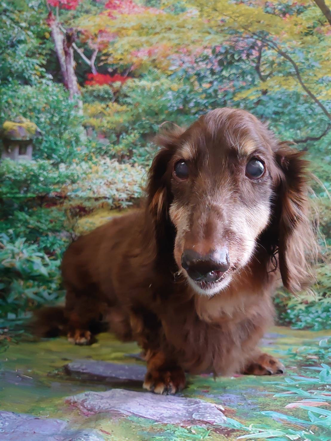 ダックスのジェイちゃん オプションコース 部分カット