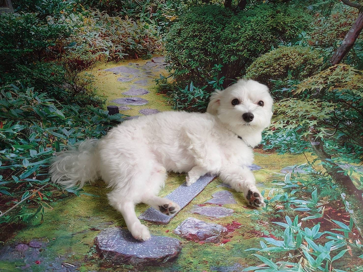 マルチーズのクッキーちゃん オプションコース