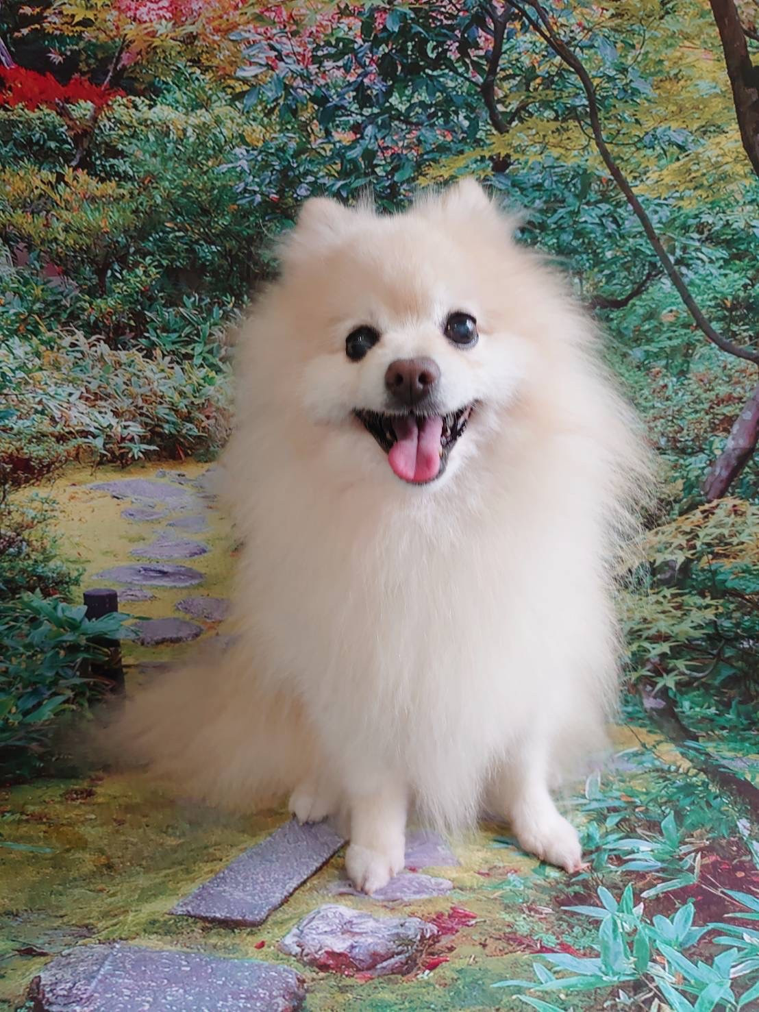 ポメラニアンのミルフィーちゃん グルーミングコース