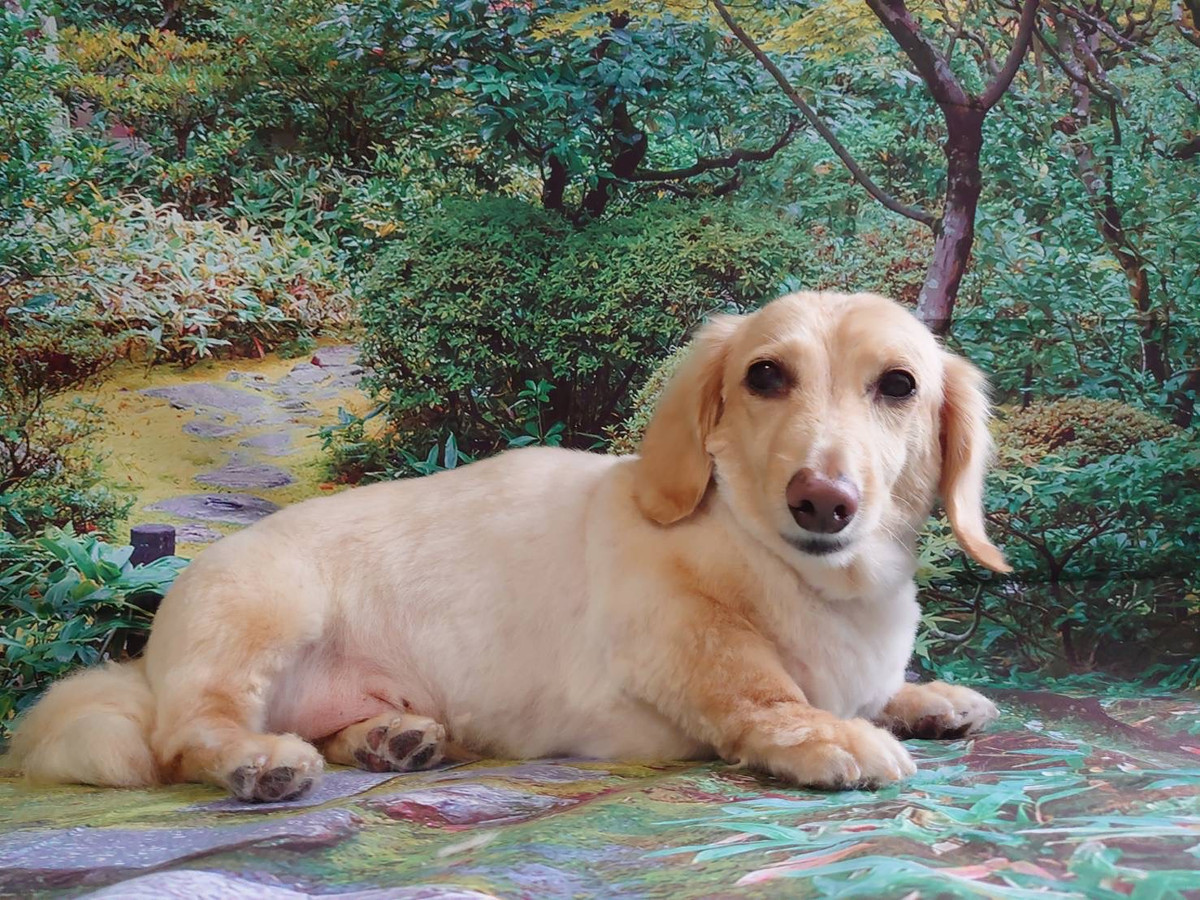 ダックスのリムちゃん トリミングコース