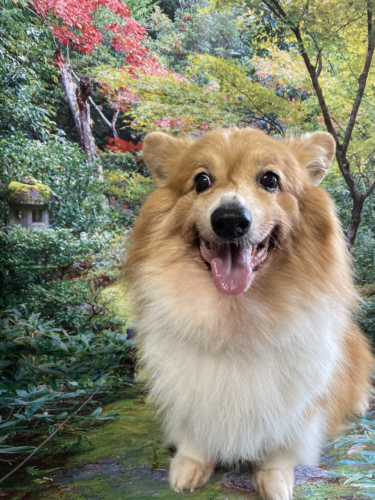 コーギーのレイちゃん お爪切り