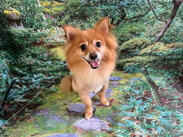 MIX ハッピーちゃん トリミングコース