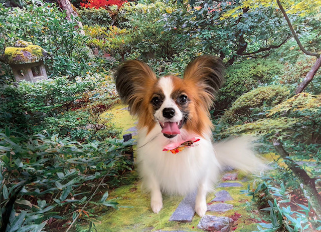 パピヨン まろちゃん グルーミングコース