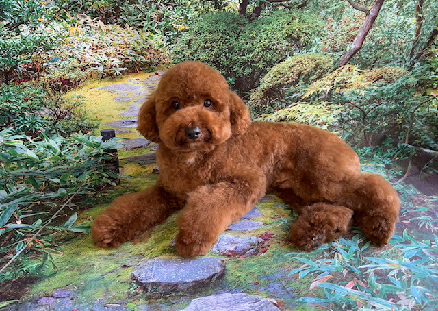 トイプードル 福太郎ちゃん トリミングコース