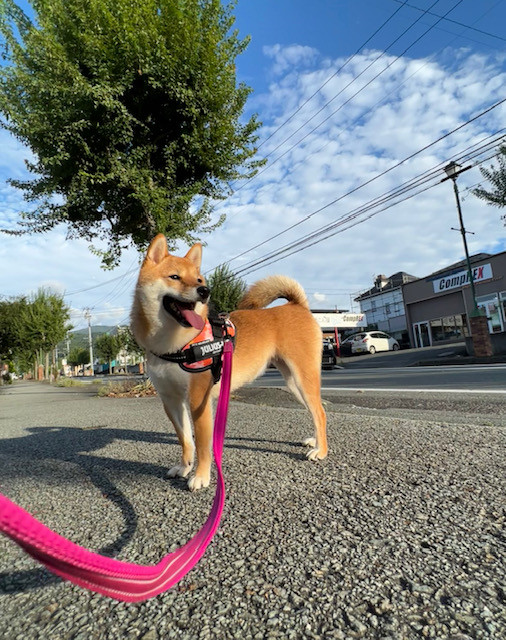 柴犬 桜子ちゃん お泊まりの様子