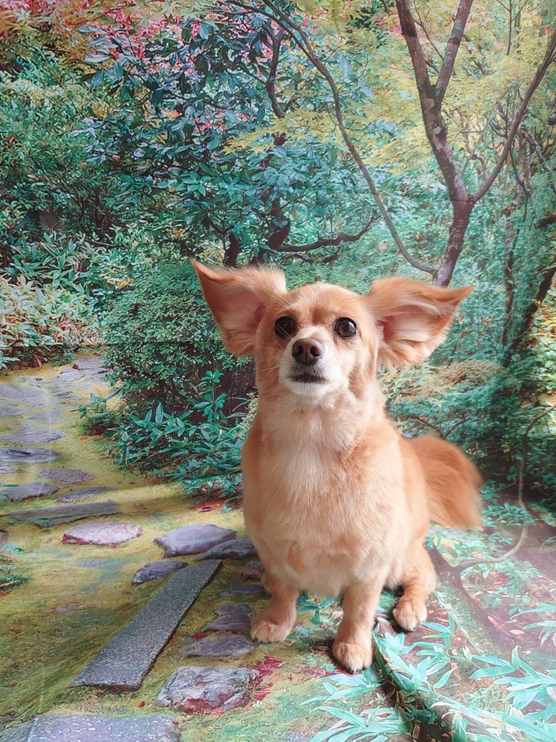 MIXのメルちゃん トリミングコース