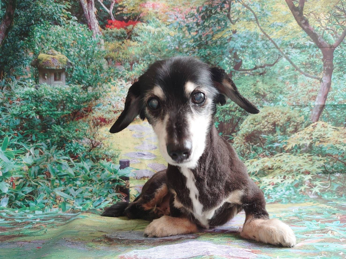 MIXのゴマオちゃん トリミングコース