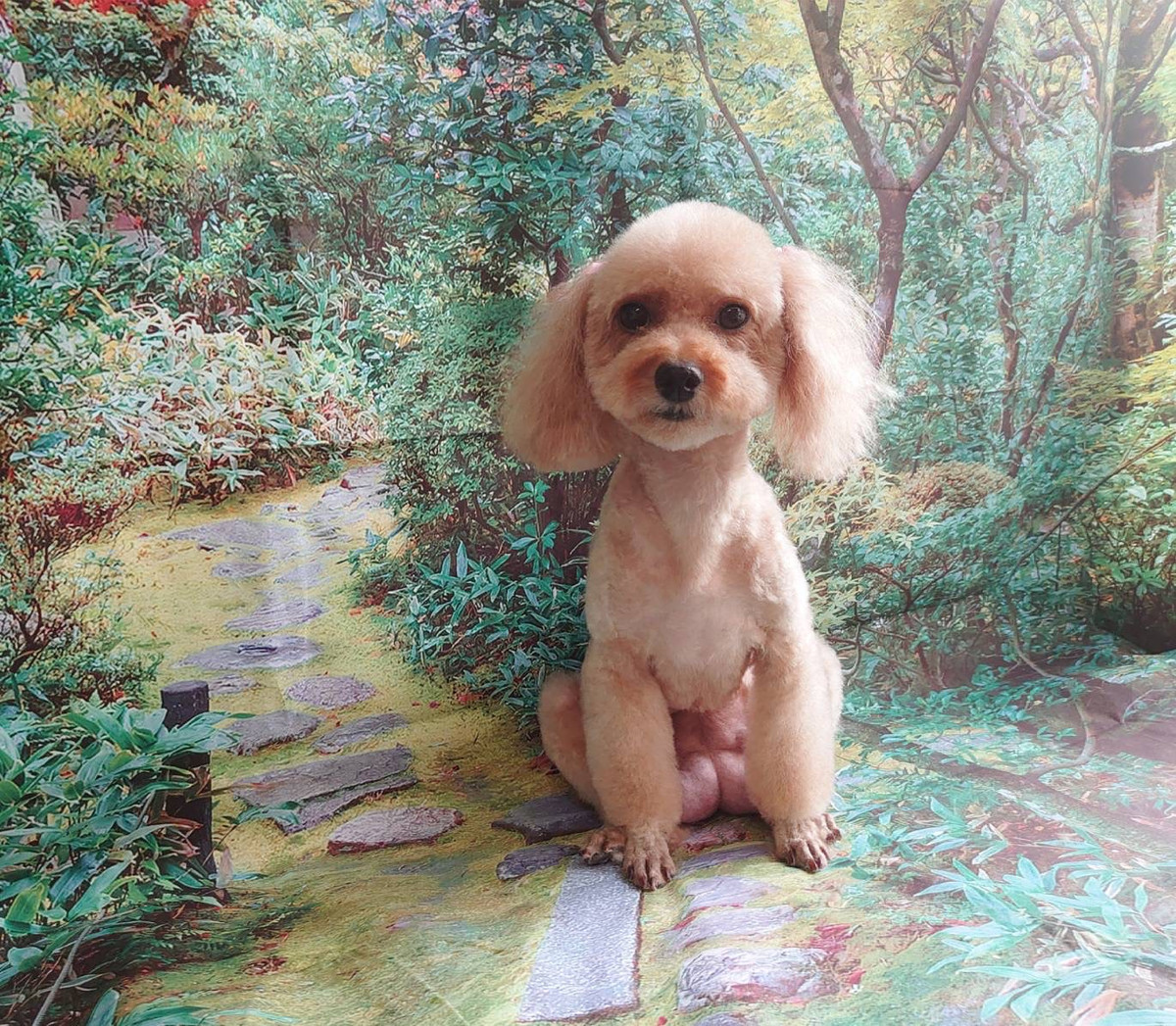 プードルのルナちゃん トリミングコース