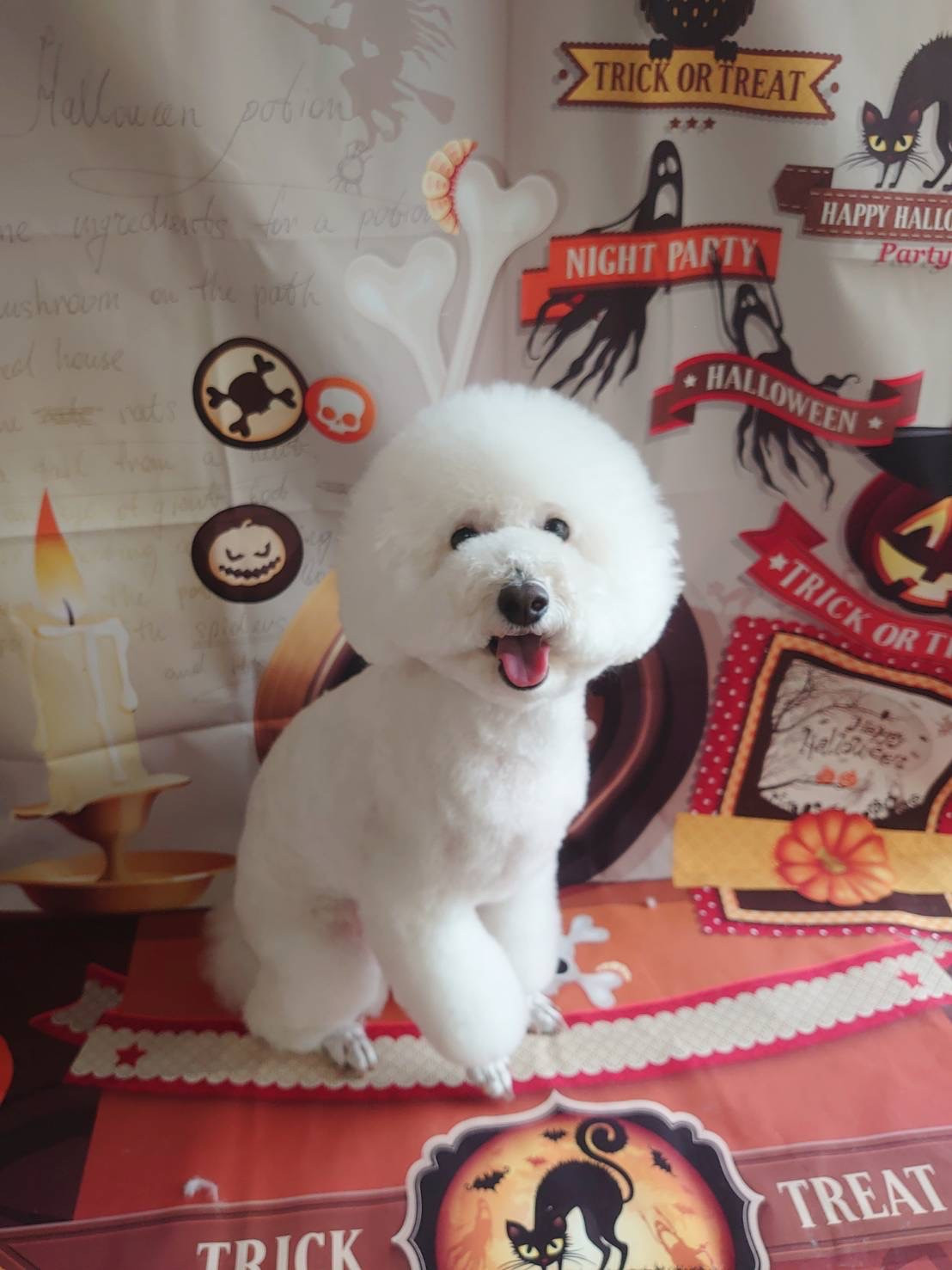 プードルのむくちゃん トリミングコース