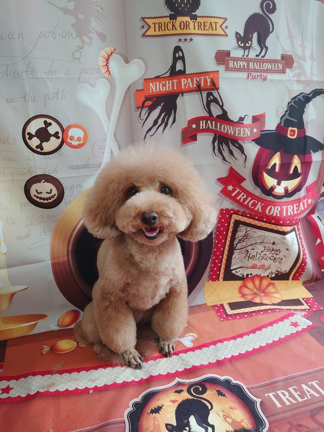 プードルのここあちゃん トリミングコ ース