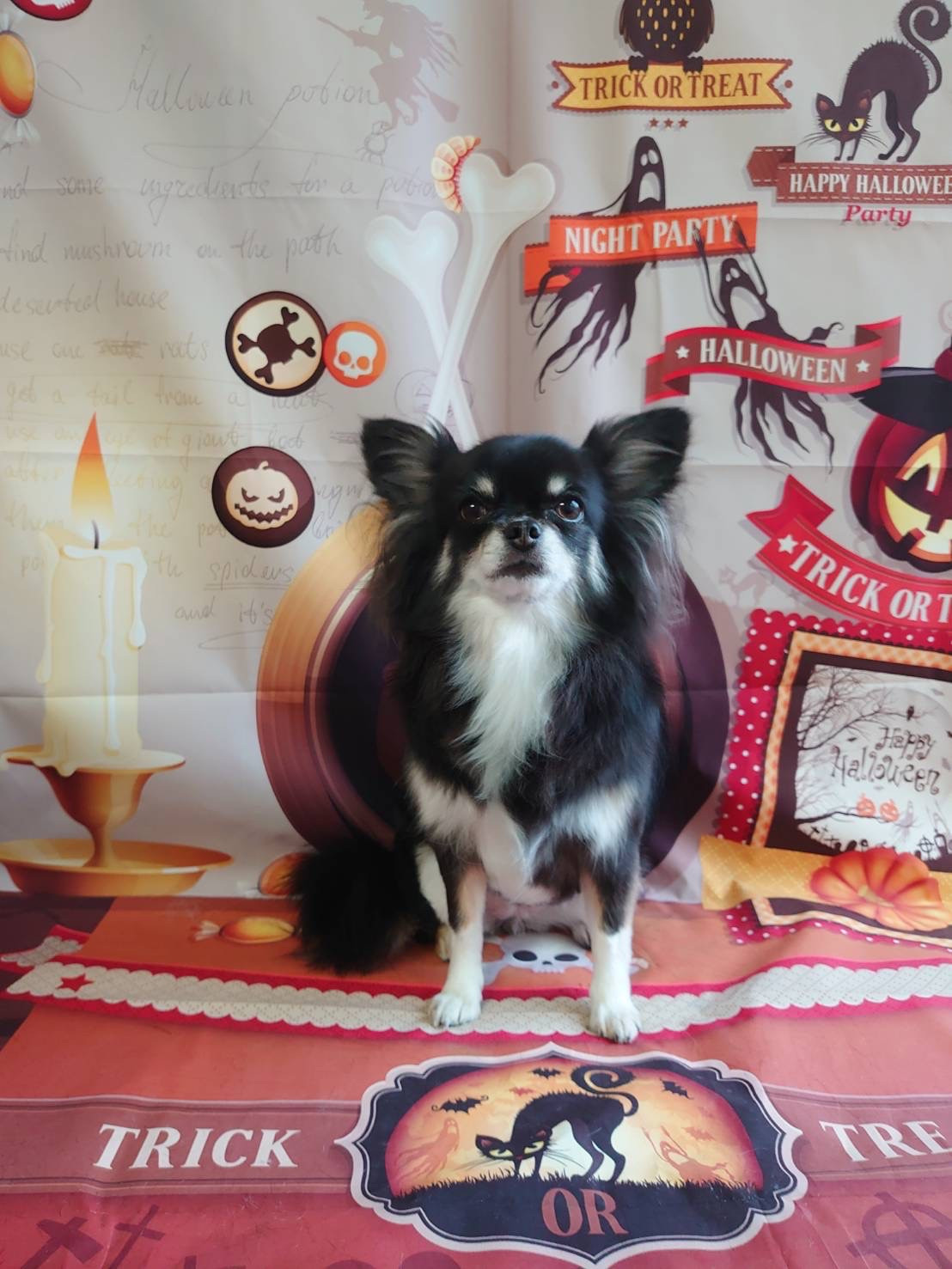 チワワのチョコちゃん トリミングコース