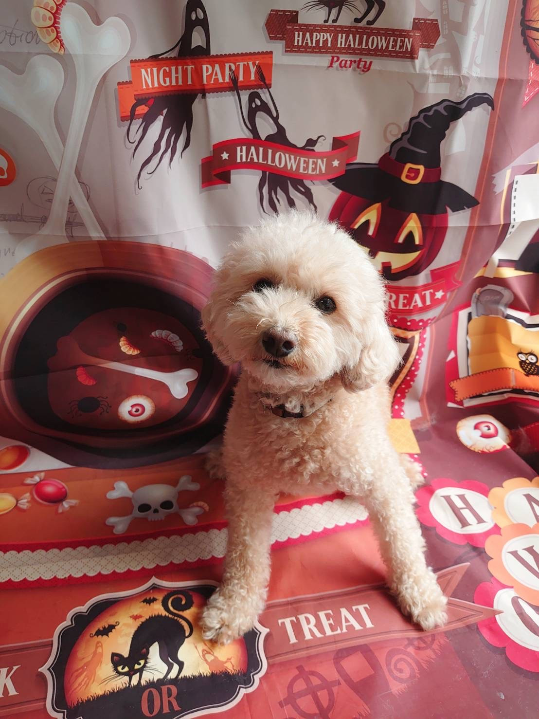 プードルのアロちゃん お爪切り