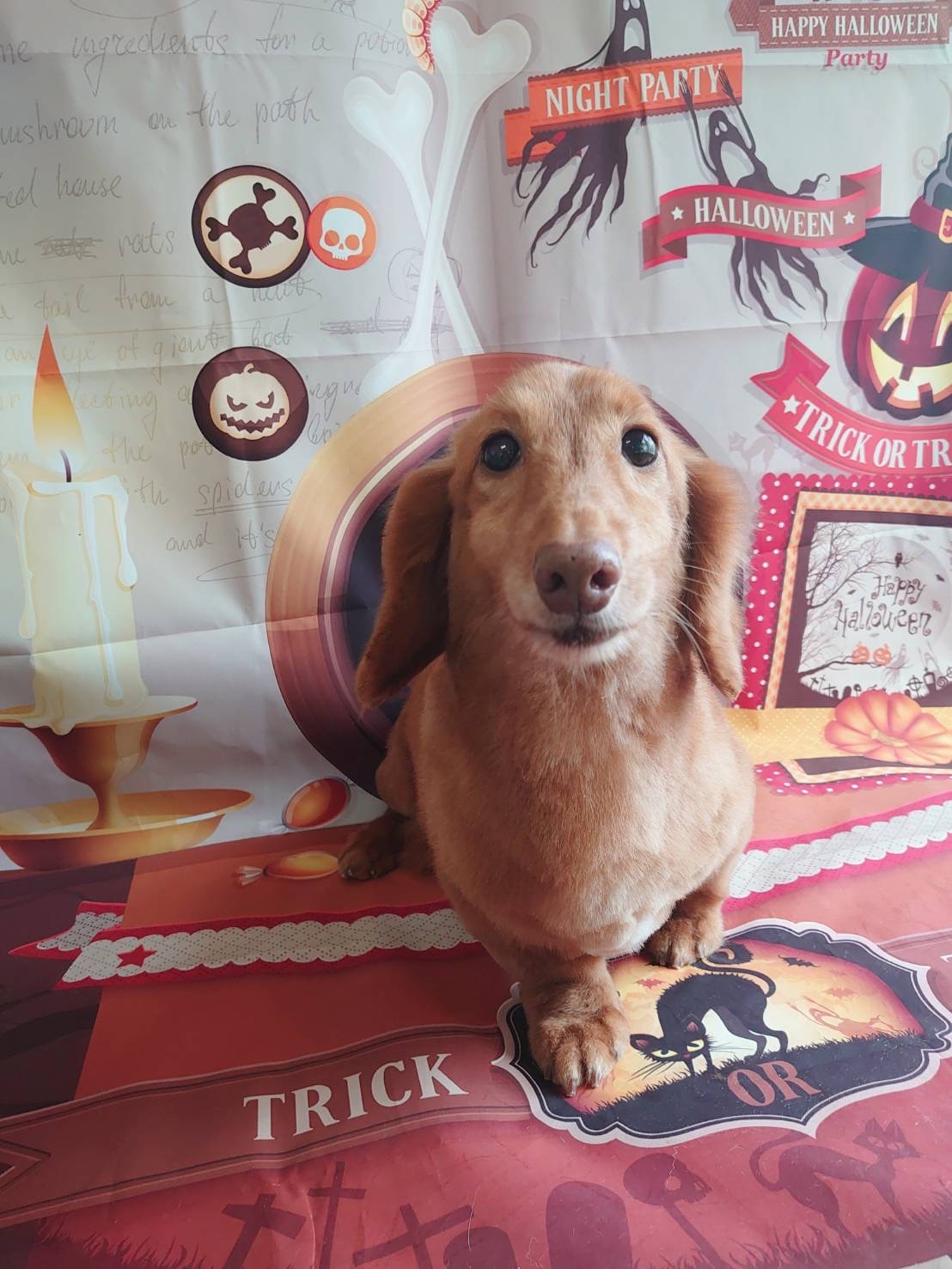 ダックスのマロンちゃん トリミングコ ース