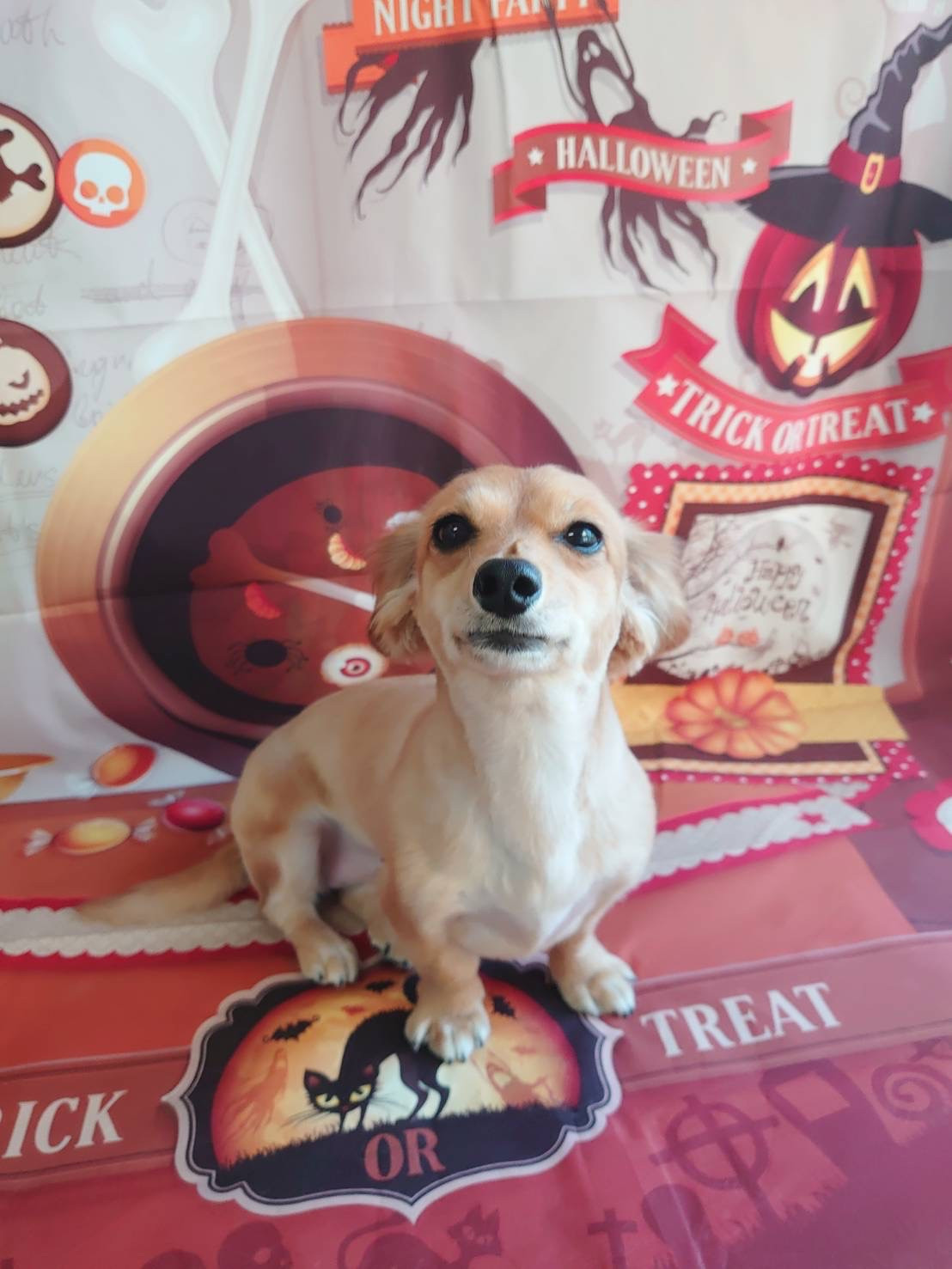 MIXのもかちゃん トリミングコース デンタル