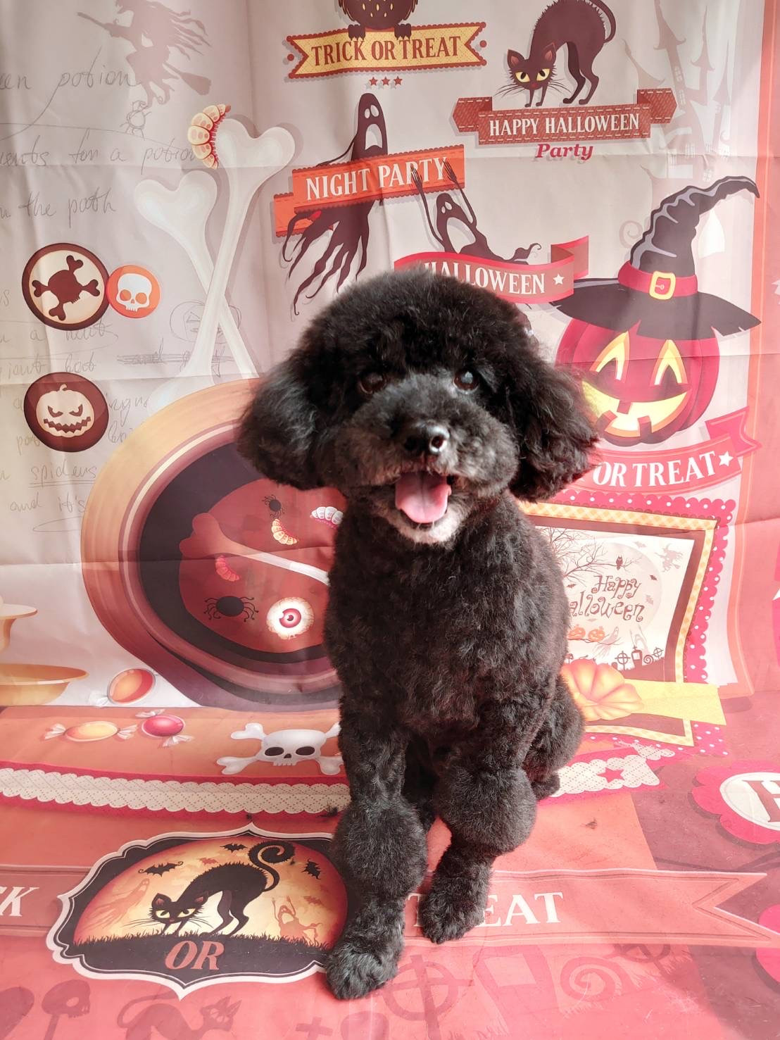 プードルのクールちゃん シャンプーコース お耳掃除