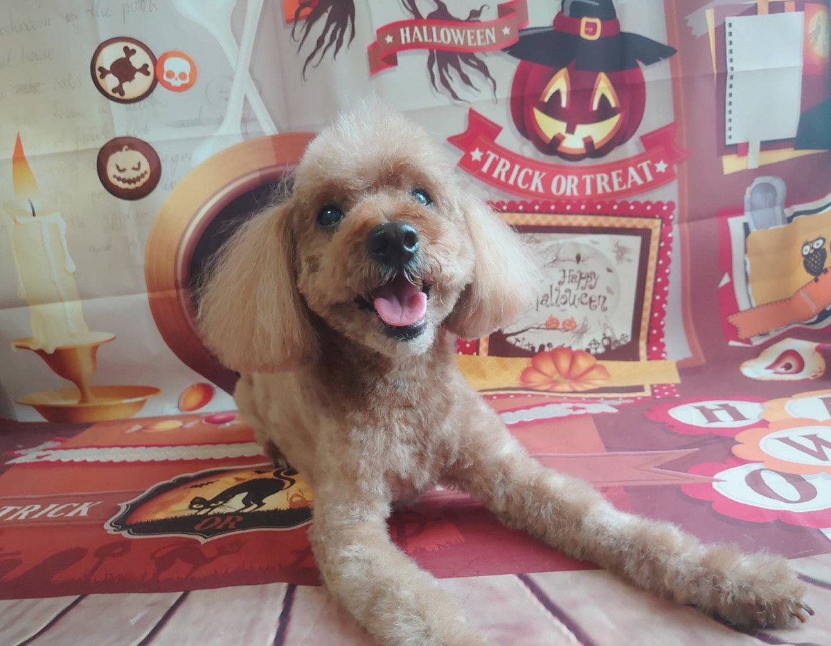 プードルのマロンちゃん トリミングコ ース