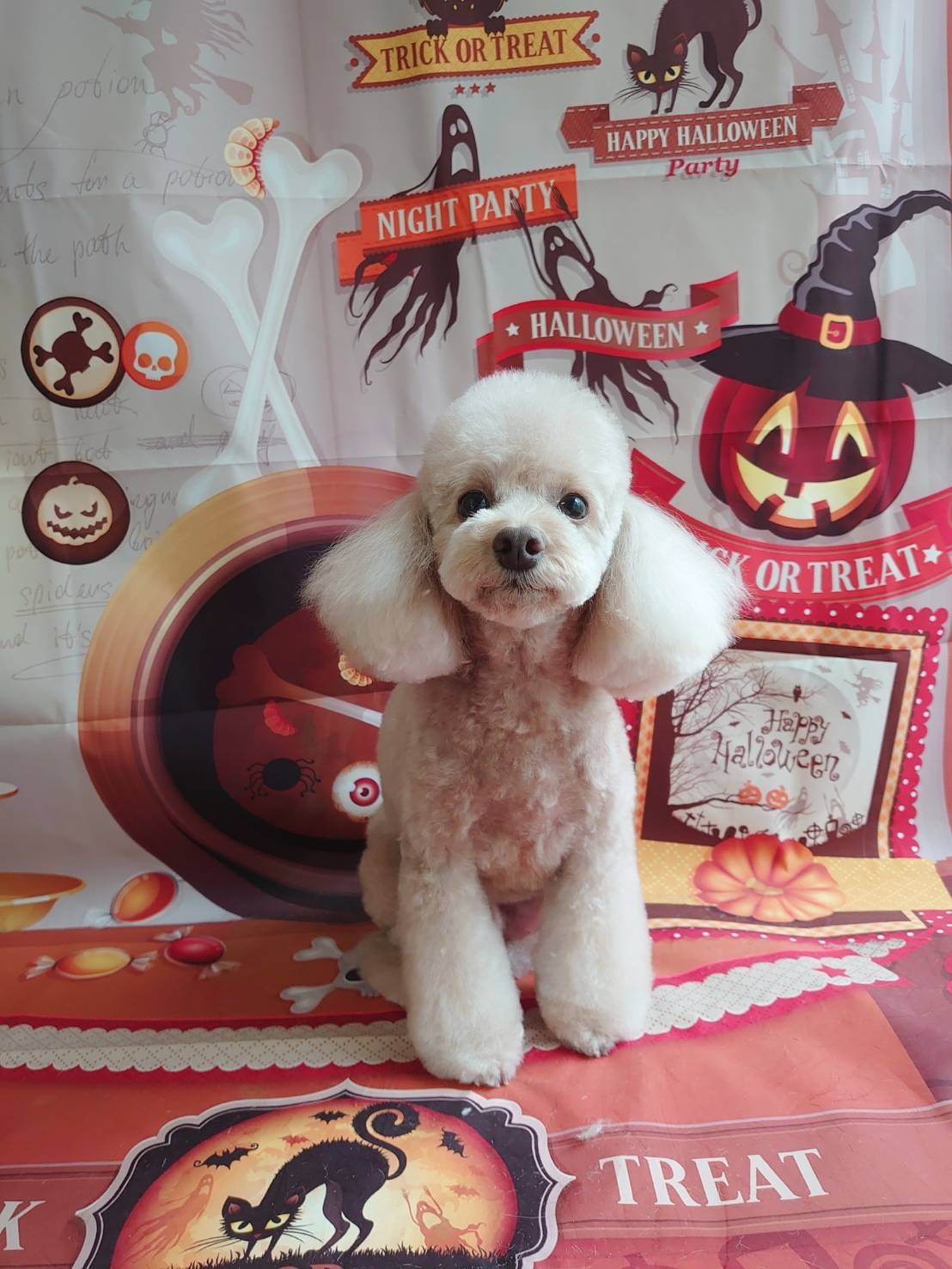 プードルのルルちゃん トリミングコース