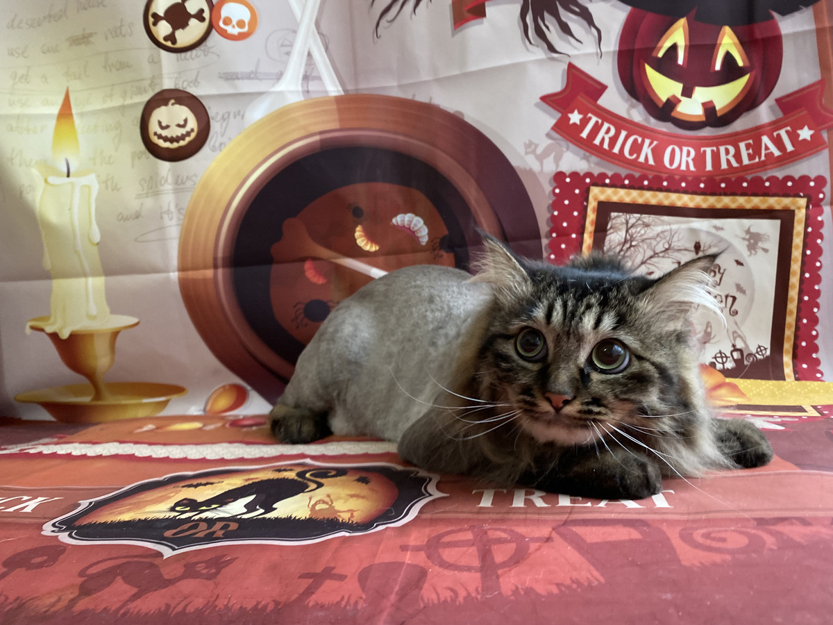 猫のここあちゃん トリミングコース